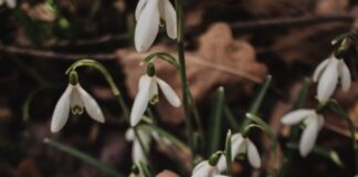 Gastric sleeve vs gastric bypass