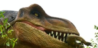 dinosaur has 500 teeth