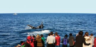 Whale-Watching Tips from the Experts