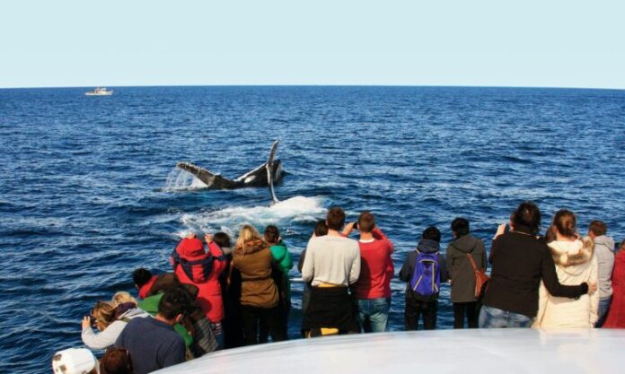 Whale-Watching Tips from the Experts